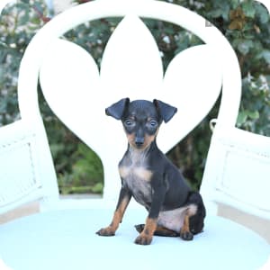 Mini doberman pinscher for sale near me 2025