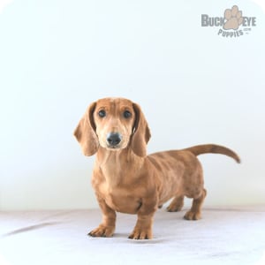Mini doxie puppies for sale near me hot sale