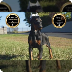 Doberman Pinscher Puppies for Sale Buckeye Puppies