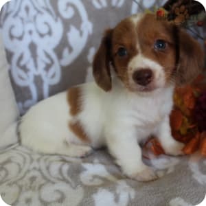 Miniature long haired dachshund puppies for sale near me deals