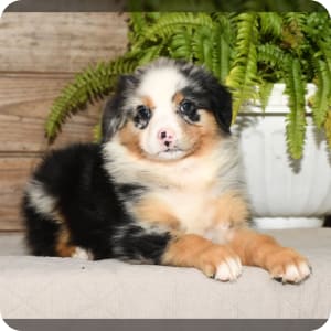 Australian Shepherd Puppies for Sale Buckeye Puppies