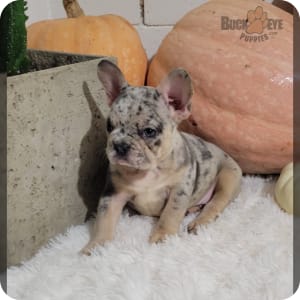 Merle french bulldog for sale near me sales
