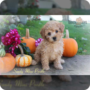 Miniature Poodle Puppies for Sale Buckeye Puppies