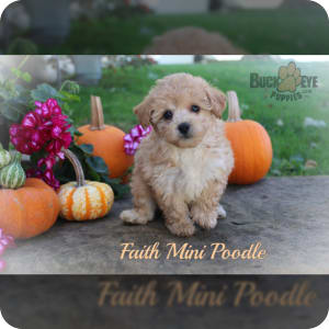 Miniature Poodle Puppies for Sale Buckeye Puppies