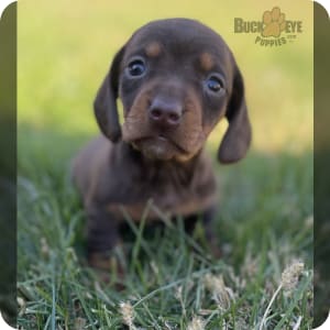 Miniature Dachshund Puppies for Sale Buckeye Puppies