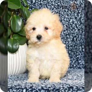 Bichpoo Puppies for Sale Buckeye Puppies