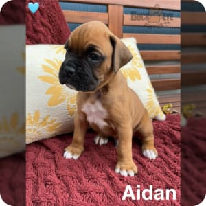 Boxer Puppies for Sale Buckeye Puppies