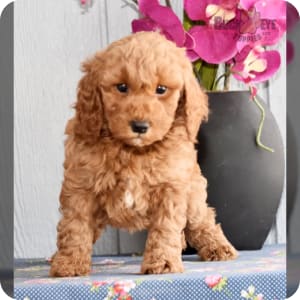 Red miniature poodles for sale near me 2025