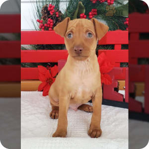 Red min pin for sale 2025