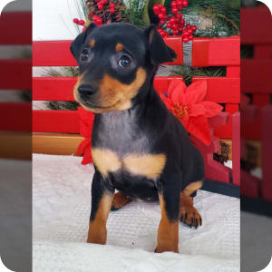 Miniature Pinscher Puppies for Sale Buckeye Puppies