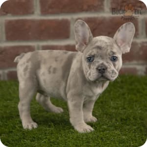 Merle french bulldog for sale near me sales
