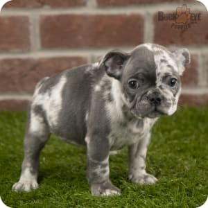 Merle french bulldog for sale near me on sale