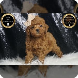 Toy Poodle Puppies for Sale Buckeye Puppies