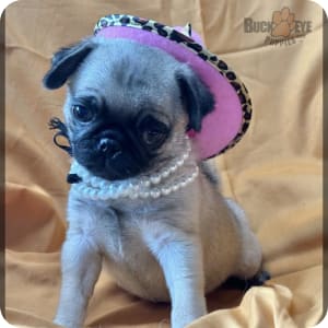 Pedigree pugs for sale hotsell