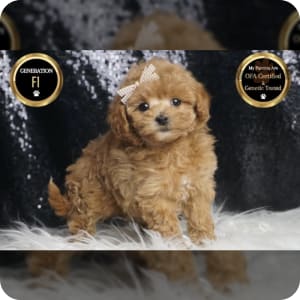 Teddy bear maltipoo puppies for sale hotsell