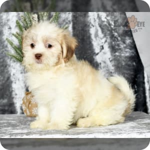Teddy bear dog puppies for sale deals