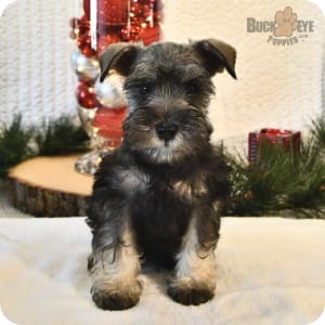 Toy schnauzer for sale near me hot sale