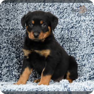 Pedigree rottweiler price shop