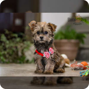 Morkie Puppies for Sale Buckeye Puppies