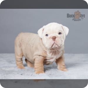 Pedigree bulldog puppies for sale hot sale