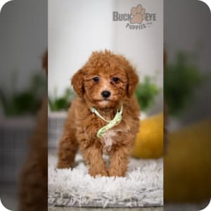 Micro cinnamon poodle for sale on sale