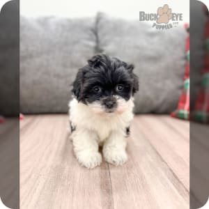 Teddy Bear Puppies for Sale Buckeye Puppies