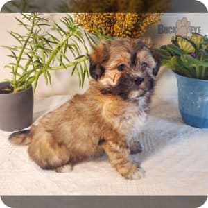 Teddy Bear Puppies for Sale Buckeye Puppies