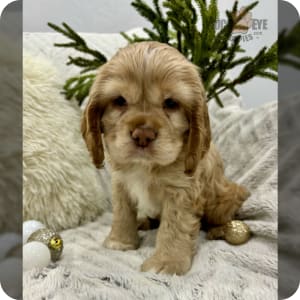 Pedigree cocker spaniel puppies for sale shop