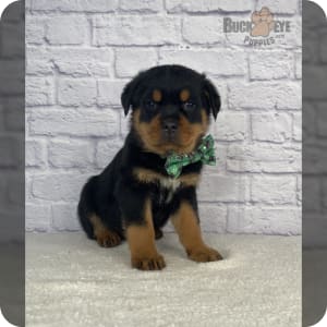 Pedigree rottweiler price hot sale