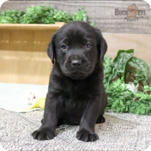 Labrador Retriever Puppies for Sale Buckeye Puppies