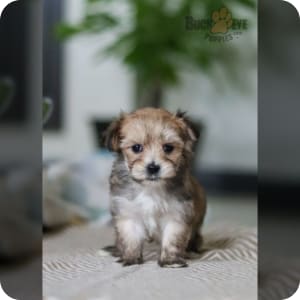 Teddy bear morkie puppies for sale clearance