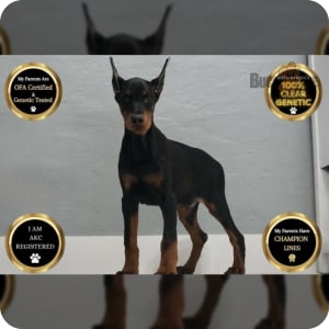 Pedigree doberman puppies for sale discount