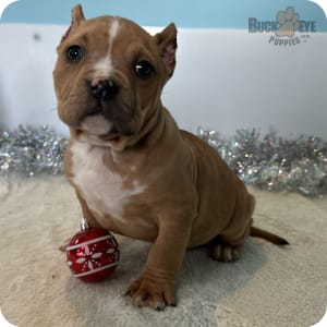 American Bully Puppies for Sale Buckeye Puppies