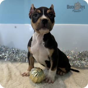 Tri color bully for sale on sale