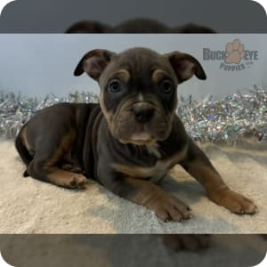 Tri color bully puppies for sale 2025