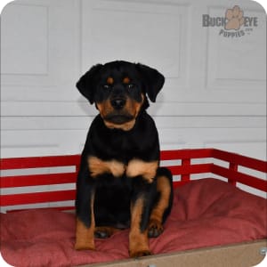 Champion rottweiler puppies for sale clearance