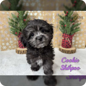 Shih tzu toy poodle puppies for sale 2025