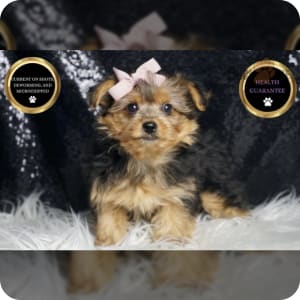 Yorkshire Terrier Puppies for Sale Buckeye Puppies