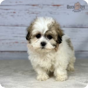 Teddy Bear Puppies for Sale Buckeye Puppies