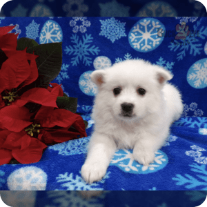 American Eskimo Puppies for Sale Buckeye Puppies