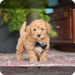 Teddy bear schnoodle puppies for sale near me clearance