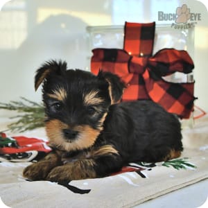 Tiny teacup yorkie puppies for sale near me new arrivals
