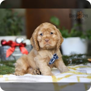 Small cocker spaniel puppies for sale sale