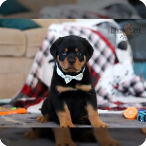 Rottweiler Puppies for Sale Buckeye Puppies