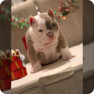 American Bully Puppies for Sale Buckeye Puppies
