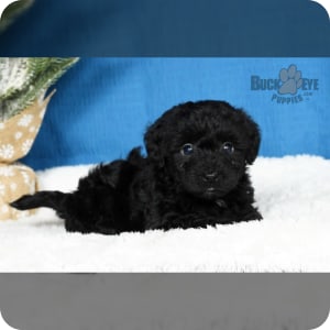 Toy poodle puppies for sale trading post clearance