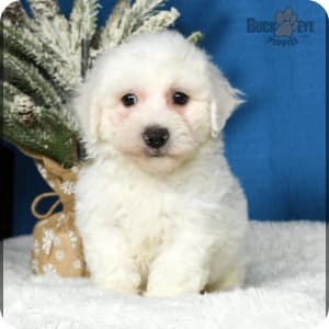 Small bichon frise for sale deals