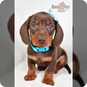 Weiner dogs for sale cheap on sale