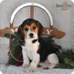 Bagel dog breed for sale sales
