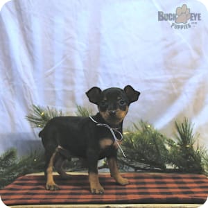 Purebred miniature pinscher for sale clearance